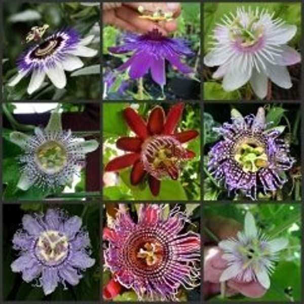 10Pcs Passiflora Incarnata Seeds Home Garden Plants Passion Fruit Flower Bonsai Seeds