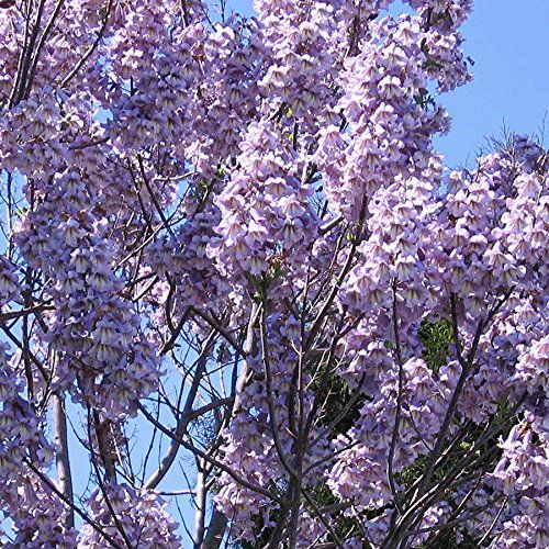 10 Pcs Imported Global Paulownia Tree Seeds -10 Pcs Seeds