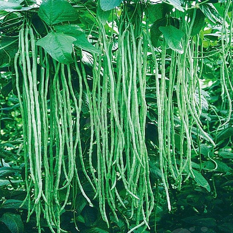 String Beans (Borboti) (বরবটির বীজ)Seeds - 40 Pcs