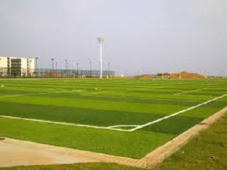 Global Rare Green Lawn Grass-200 Pcs Seeds
