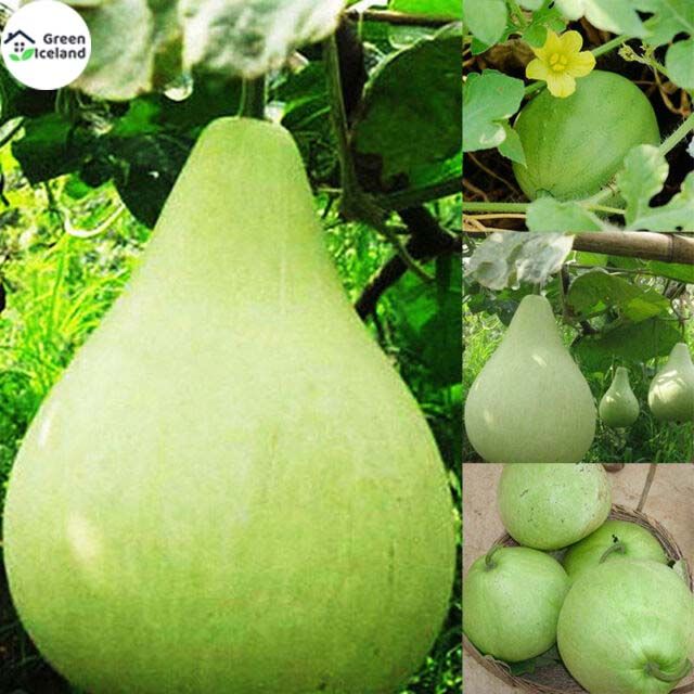 All Season Round Gourd/Lau Seeds (গোল লাউ বীজ) - 10 Pcs Seeds