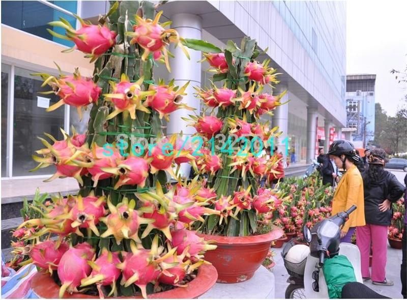 200 dragon fruit,pitaya fruit,Organic heirloom fruit and vegetable bonsai for home garden
