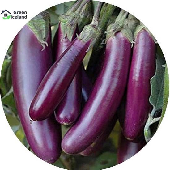 Long Brinjal Seeds (????? ????? ???) - 20 Pcs Seeds