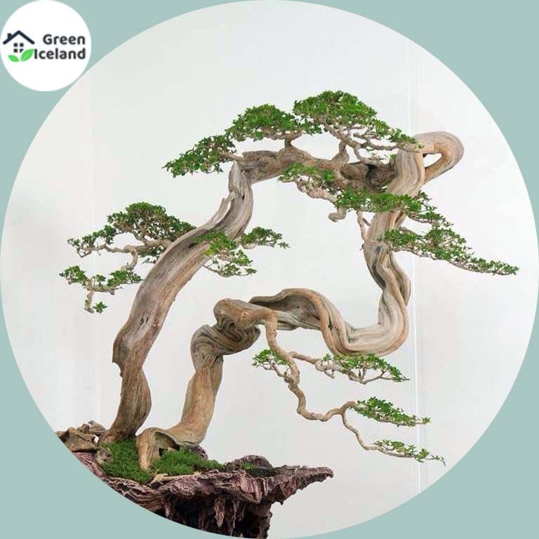 5 Pcs All Season Premna Serrisa Landscape Bonsai Seeds