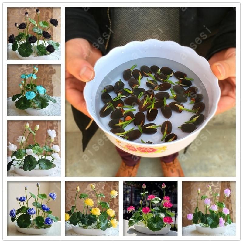 Lotus flower for summer Bowl lotus pots Bonsai garden plants-5Pcs seeds