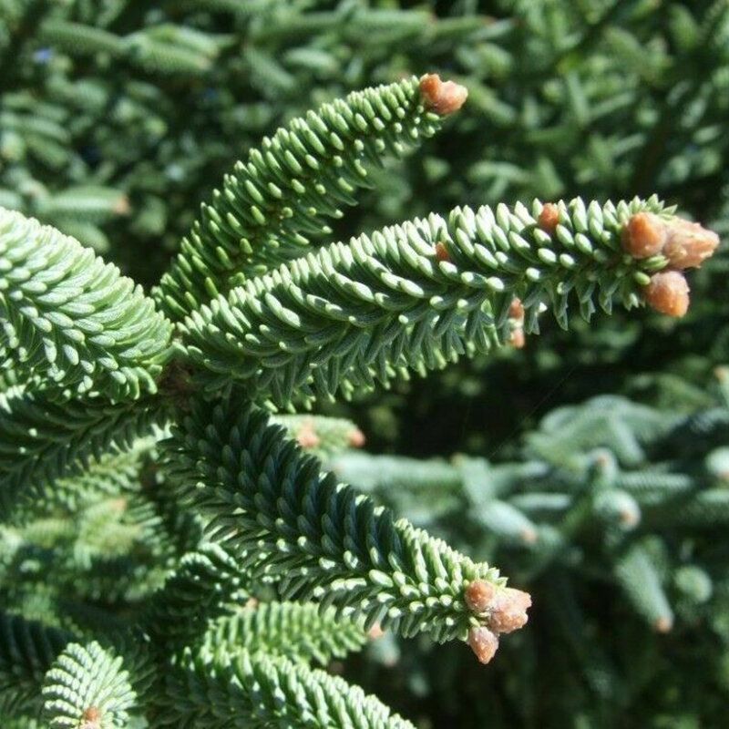1 Pcs(বীজ)Spanishfir Seeds Abies Pinsapo Tree for Home Garden Plant
