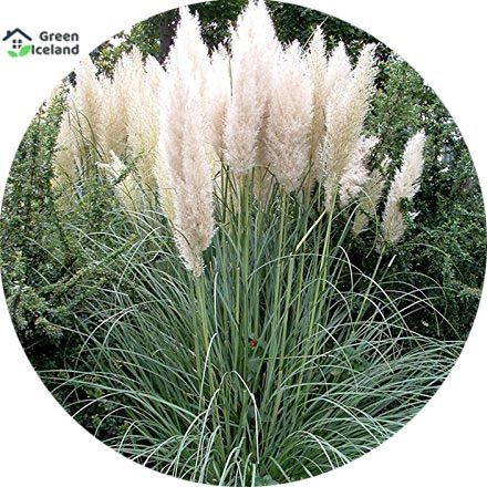 White Grass Bonsai Seeds - 100 Pcs Seeds (Global Seeds)