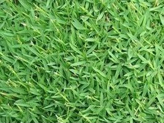 Lawn Grass (কার্পেট ঘাস) Seed/বীজ- 200 Pcs Seeds