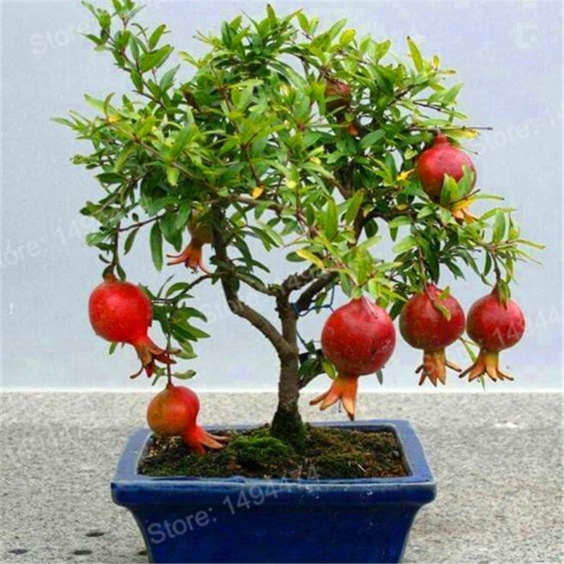 Pomegranate Delicious Sweet Fruit S Home Garden Succulents Tree Bonsai 20 /Bag Seeds