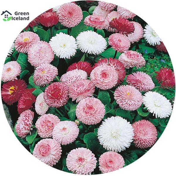 Belies flower Seeds - 10 Pcs Seeds (Imported Global Seeds)