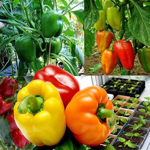 Multicolour Capsicum Seeds-20Pcs seeds