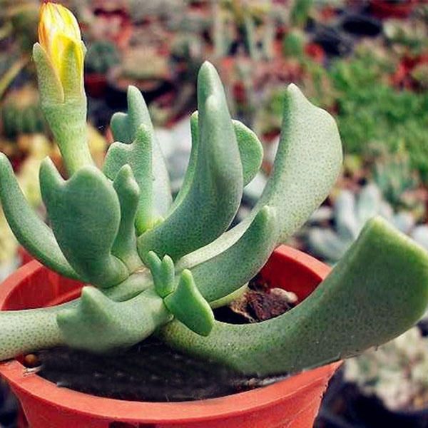 50PcsRhombophyllum Seeds Green Herbal Succulent Seed Bonsai for Home Garden Planting