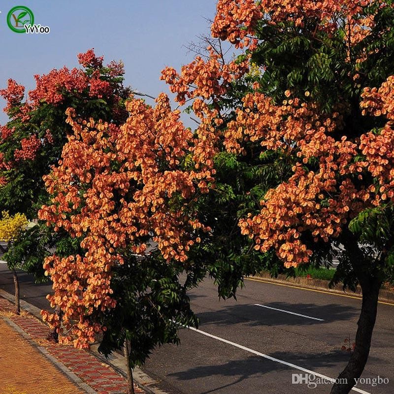 Koelreuteria Seeds Tree Potted Bonsai Courtyard Home Garden Bonsai Plant Seeds -20 pcs seeds