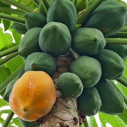 Papaya Seeds (পেঁপে বীজ) - 10 Pieces ইনটেক প্যাকেট