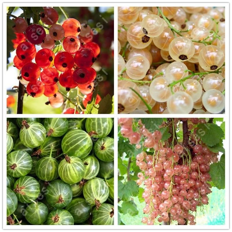 50 Pcs Red Pearl Raisin Fruit Tree Bonsai Orchard Sweet Grape Tree Farm Outdoor Bonsai Plants Potted for Home Garden Supplies