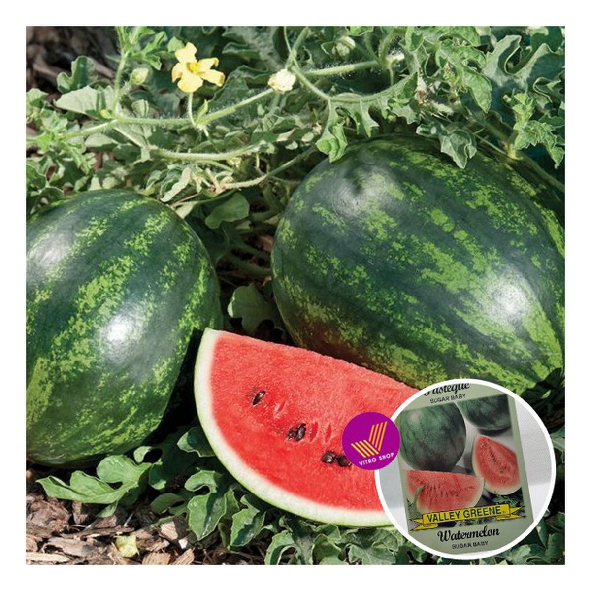 Thai big size Watermelon seed Thai-10pcs