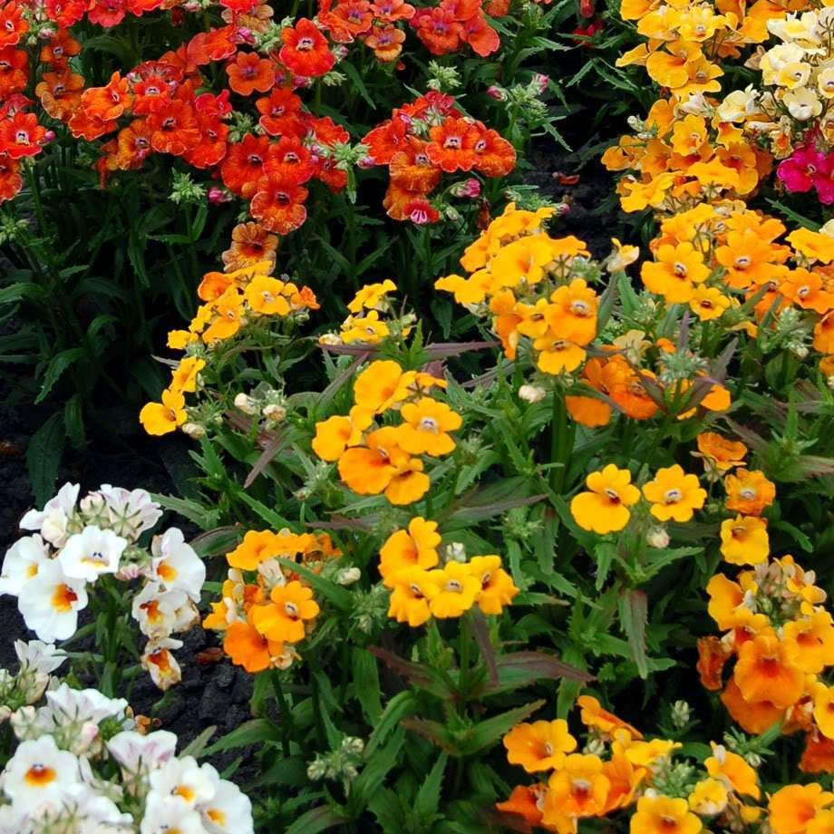 50 pcs (বীজ)Nemesia Seeds Bonsai Flower for Indoor Rooms Seed