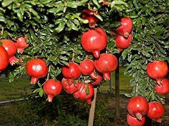 Pomegranate Tree Seeds -20 pcs  (Imported Global Seeds)