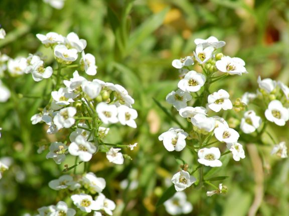 Alyssum Flower Seeds- 10 pcs SEEDS