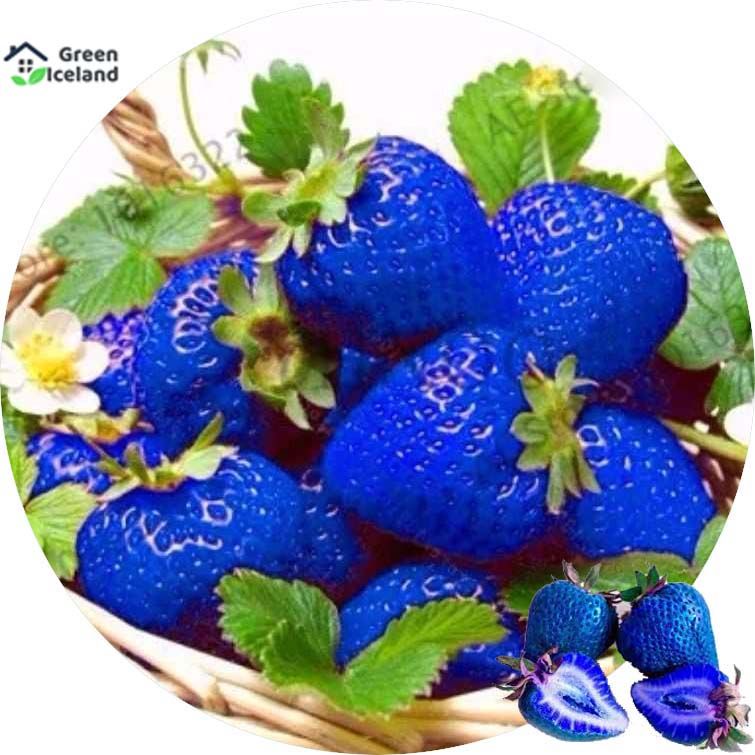 Organic Blue Strawberry Seeds - 30 Pcs Seeds