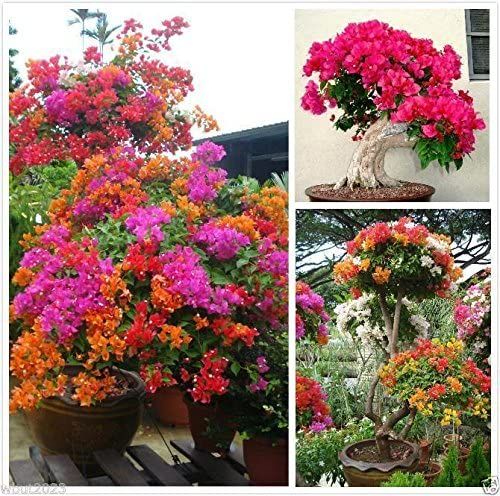Braziln Climbing Bougainvillea Seeds - 20 Pcs Seeds