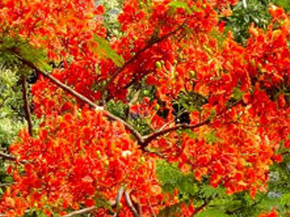 Krisnochura Tree Seeds -10pieces ( কৃষ্ণচূড়া বীজ -10 পিচ)