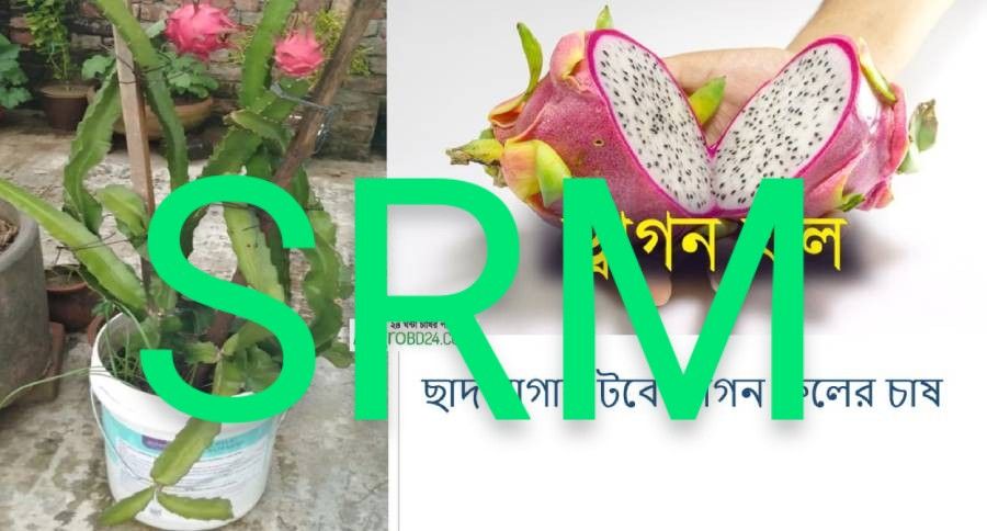 Dragon fruit tree  1pich white