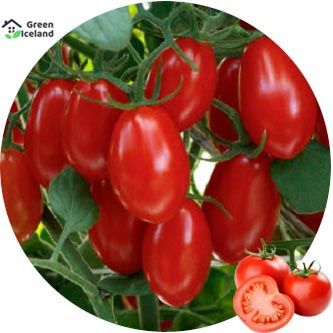 30 Pcs Organic Potted Tomato Seeds (টমেটো বীজ)