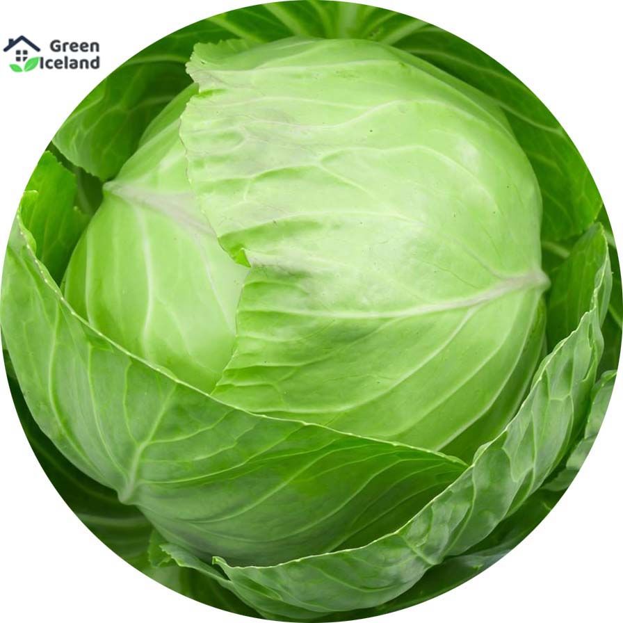 Hybrid F1 Cabbage Seeds  - 20 Pcs Seeds