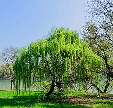 Weeping Tree Seeds - 10 Pcs Seeds