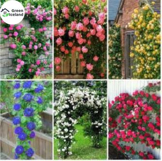 Organic Bougainvillea Mini Plant Seeds - 5 Pcs Seeds