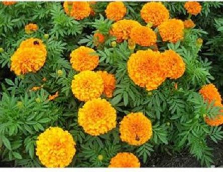 Marigold Flower - 15 pcs Seed