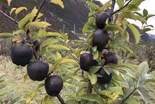 Black diamond apple tree plants seeds  for home garden plants-10pcs Seeds