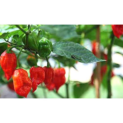 Naga Chilli Ghost Chili Peeper World Hottest F1 Chilli Seeds Seed-10 Seeds