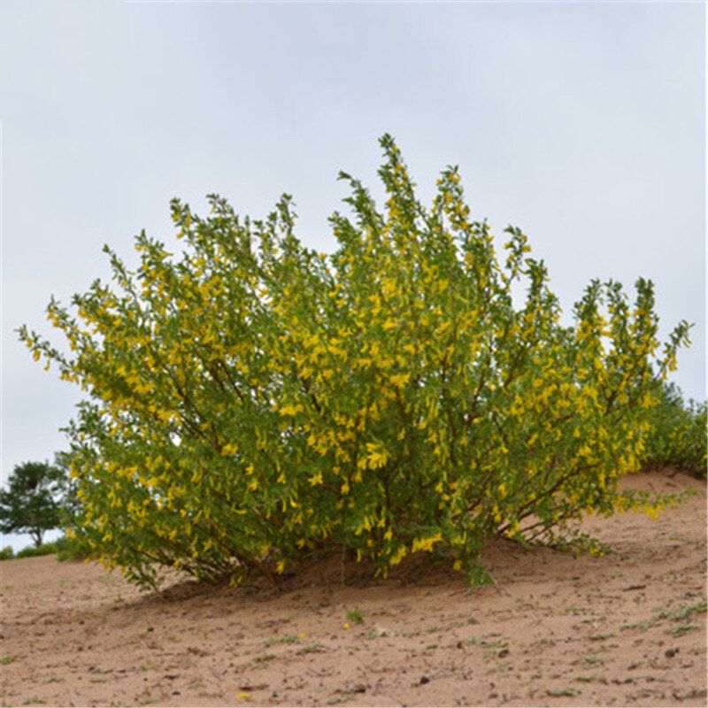 15 Pcs/Pack Caragana Korshinskii Tree Seeds Caragana Korshinskii Tree Plant Korshinsk Peashrub