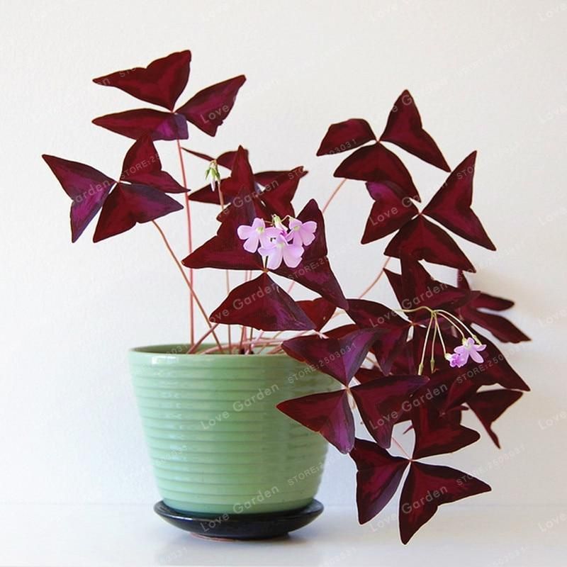 Oxalis Wood Sorrel Flower Oxalis Purple Shamrock Clover Real Flower Bonsai plant & seeds Perennial Outdoor for Home Garden