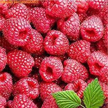 Giant Red Raspberry Bonsais