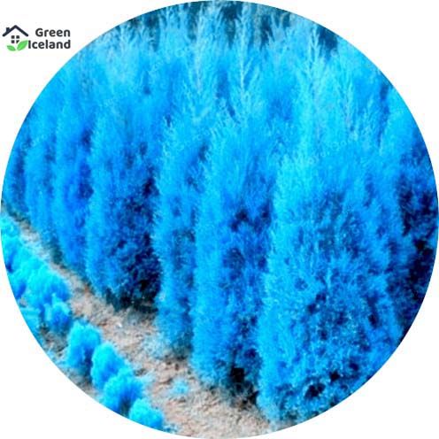 All Season Blue Cypress Tree Seeds - 10 Pcs Seeds