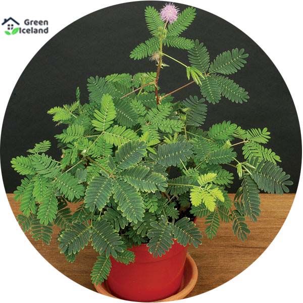 15 Pcs All Season Lojjaboti  Plant Seeds (লজ্জাবতী চারার বীজ) - 15 Pcs Seeds