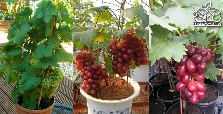 Grape seeds as picture tree- 20 pcs seeds