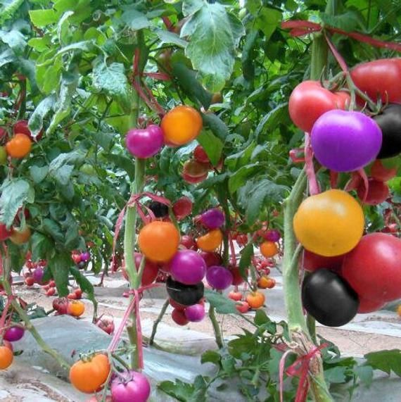 Rare Greek Gaint Tomato Bonsai Heirloom Sweet Gardening Vegetable Plantas Non-Gmo Fruit Succulent for Home Garden- 30 Pcs seeds