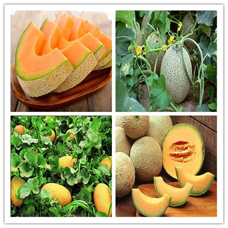 50pcs Super Big Sweet Honey-dew Melon plants Hami Melon Fruit plants Heirloom Succulent Plants Cantaloupe For Garden(null)