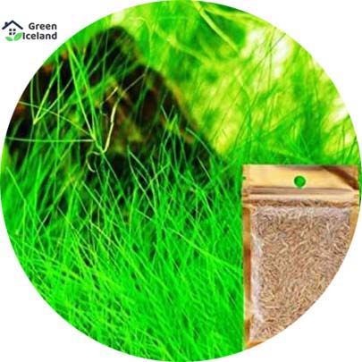 All Season Aquarium Green Grass Plants Seeds -20 Pcs Seeds