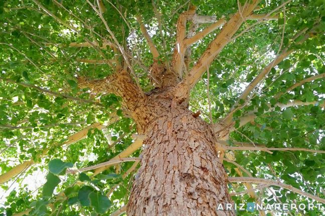 Sisoo Tree Seeds- 30Pcs seeds