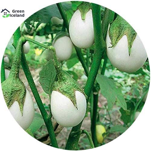 20 Pcs Global White Eggplant Seeds (???? ????? ???)