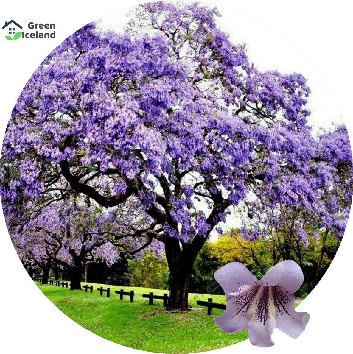 Paulownia Tree Seeds- 20 Pcs Seeds