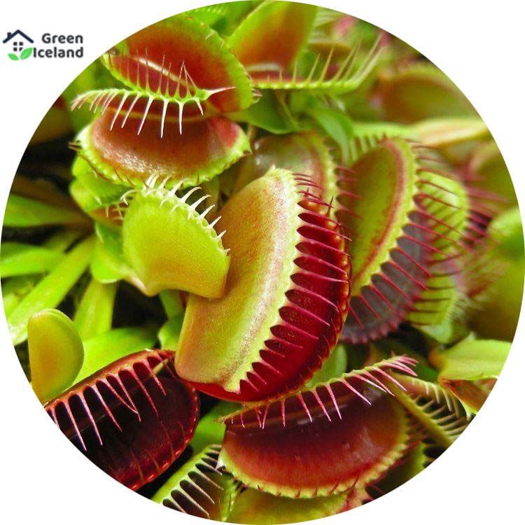 Natural Insectivorous Dionaea Muscipula flytrap Seeds - 50 Pcs Seeds