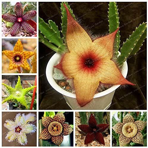 Stapelia Pulchella Lithops Seeds - 40 Pcs Seeds (Global Imported)