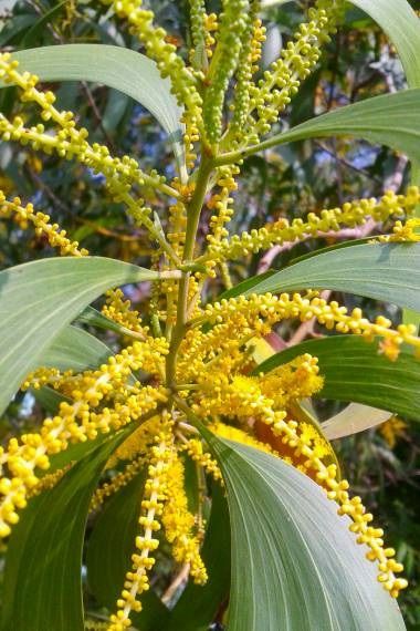 Akashmani Tree Seeds- 50 Pcs seeds