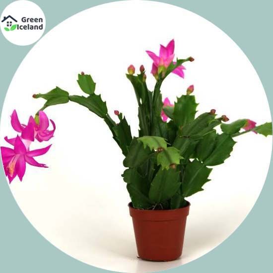 20 Pcs Rare Cactus Plants Bonsai Seeds